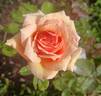 Pearlie Mae rose photo