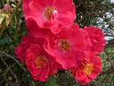 Amadeus ™ rose photo