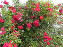 Amadeus ™ rose photo