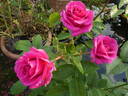 Love Letter rose photo