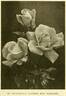 Joan Waddilove rose photo