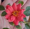 C01-1 rose photo