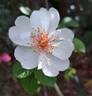 Jacqueline du Pré rose photo
