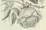 Madame Honoré Defresne rose photo
