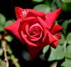 King of Hearts rose photo