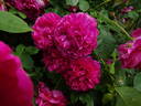 Tam O'Shanter rose photo