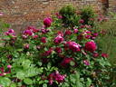 Tam O'Shanter rose photo