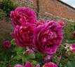 Tam O'Shanter rose photo