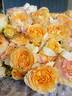 Perfume Crush rose photo