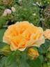 Perfume Crush rose photo