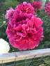 Old Faithful peony photo