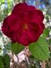 Darcey Bussell rose photo