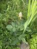 Dragon's Teeth rose photo