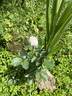 Dragon's Teeth rose photo