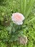 Dragon's Teeth rose photo