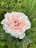 Dragon's Teeth rose photo