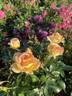 Gaye Hammond rose photo