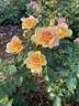 Gaye Hammond rose photo