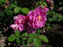 The Herbalist rose photo