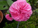 Baronesse rose photo