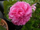Baronesse rose photo