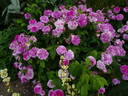 Président de Sèze rose photo