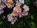 Rosy Cushion ® rose photo