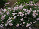 Rosy Cushion ® rose photo