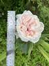Dragon's Teeth rose photo