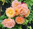 Peach Melba rose photo