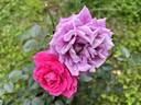 Jennifer Rose rose photo