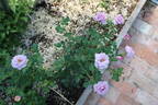 02-22-02 rose photo