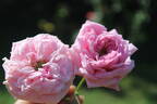 14-23-01 rose photo
