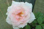 81-23-01 rose photo