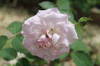 85-23-01 rose photo