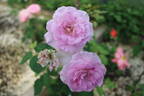85-23-01 rose photo