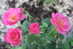 10-21-02 rose photo