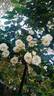 Dream in Cream™ rose photo