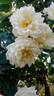 Dream in Cream™ rose photo