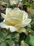 Dream in Cream™ rose photo