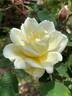 Dream in Cream™ rose photo