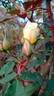 Dream in Cream™ rose photo