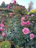 Peach Melba rose photo