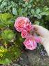 Peach Melba rose photo