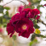 Indica purpurea rose photo