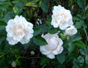 White Majesty rose photo