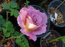 Twilight Zone rose photo