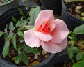 Treasure Isle rose photo