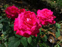 Timeless rose photo