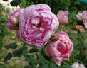 The Ingenious Mr. Fairchild rose photo